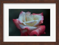 Close-up of a pink and white rose, Los Angeles County, California, USA Fine Art Print