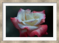 Close-up of a pink and white rose, Los Angeles County, California, USA Fine Art Print