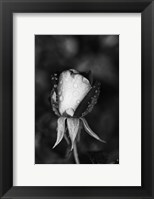 Close-up of a Rose, Glendale, Los Angeles County, California (black and white) Fine Art Print