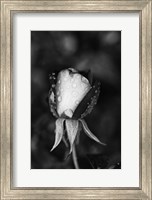 Close-up of a Rose, Glendale, Los Angeles County, California (black and white) Fine Art Print