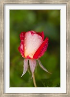 Close-up of a Rose, Glendale, Los Angeles County, California Fine Art Print