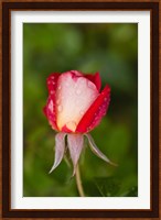 Close-up of a Rose, Glendale, Los Angeles County, California Fine Art Print