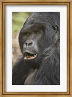 Close-up of a Mountain gorilla (Gorilla beringei beringei), Rwanda Fine Art Print