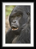 Close-up of a Mountain gorilla (Gorilla beringei beringei), Rwanda Fine Art Print
