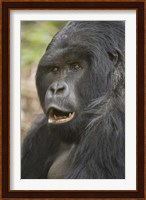 Close-up of a Mountain gorilla (Gorilla beringei beringei), Rwanda Fine Art Print