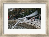 People feeding the gulls in a park, Green Lake Park, Kunming, Yunnan Province, China Fine Art Print