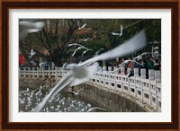 People feeding the gulls in a park, Green Lake Park, Kunming, Yunnan Province, China Fine Art Print