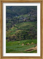 Houses with terraced fields at mountainside, Heqing, Yunnan Province, China Fine Art Print
