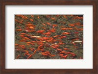 Goldfish (Carassius auratus) swimming in the Yu River Canal, Old Town, Lijiang, Yunnan Province, China Fine Art Print