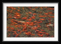 Goldfish (Carassius auratus) swimming in the Yu River Canal, Old Town, Lijiang, Yunnan Province, China Fine Art Print