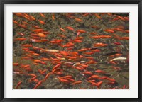 Goldfish (Carassius auratus) swimming in the Yu River Canal, Old Town, Lijiang, Yunnan Province, China Fine Art Print