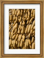 Corn cobs hanging to dry, Baisha, Lijiang, Yunnan Province, China Fine Art Print