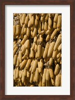 Corn cobs hanging to dry, Baisha, Lijiang, Yunnan Province, China Fine Art Print