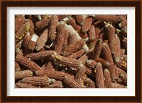 Close-up of corn cobs, Baisha, Lijiang, Yunnan Province, China Fine Art Print