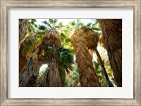 Low angle view of palm trees, Palm Springs, Riverside County, California, USA Fine Art Print