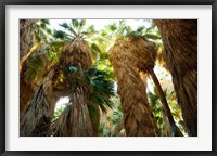 Low angle view of palm trees, Palm Springs, Riverside County, California, USA Framed Print
