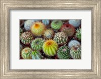 Close-up of multi-colored Cacti Fine Art Print