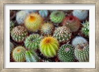 Close-up of multi-colored Cacti Fine Art Print