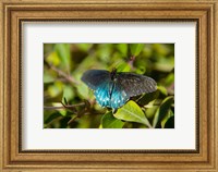 Blue tinted Butterfly on a leaf Fine Art Print