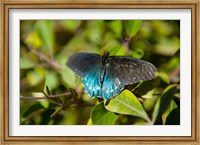 Blue tinted Butterfly on a leaf Fine Art Print