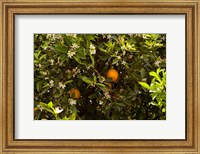 Orange trees in an orchard, Santa Paula, Ventura County, California, USA Fine Art Print