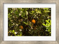 Orange trees in an orchard, Santa Paula, Ventura County, California, USA Fine Art Print
