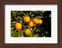 Oranges, Santa Paula, Ventura County, California Fine Art Print