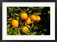 Oranges, Santa Paula, Ventura County, California Fine Art Print