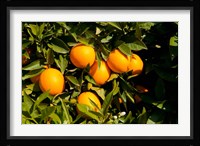 Oranges, Santa Paula, Ventura County, California Fine Art Print