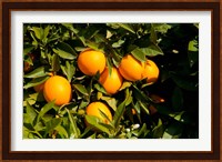 Oranges, Santa Paula, Ventura County, California Fine Art Print