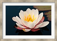 Water lily in a pond, Mendocino Coast Botanical Gardens, Fort Bragg, California, USA Fine Art Print