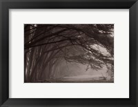 Cypress trees at misty morning, Fort Bragg, California, USA Fine Art Print