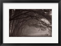 Cypress trees at misty morning, Fort Bragg, California, USA Fine Art Print