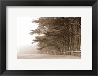 Cypress trees along a farm, Fort Bragg, California, USA Fine Art Print