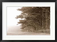 Cypress trees along a farm, Fort Bragg, California, USA Fine Art Print