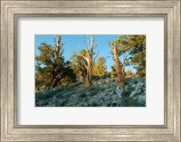 Bristlecone Pine Grove, White Mountains, California Fine Art Print