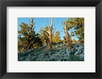 Bristlecone Pine Grove, White Mountains, California Fine Art Print