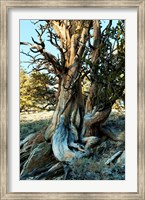 Ancient Bristlecone Pine Forest, White Mountains, California Fine Art Print
