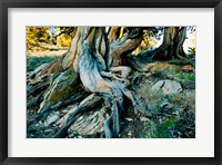Bristlecone Pine Grove at Ancient Bristlecone Pine Forest, White Mountains, California Fine Art Print