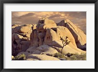 Rock formations and Joshua tree at Joshua Tree National Park, California, USA Fine Art Print