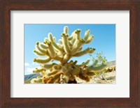 Cactus at Joshua Tree National Park, California, USA Fine Art Print
