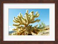 Cactus at Joshua Tree National Park, California, USA Fine Art Print