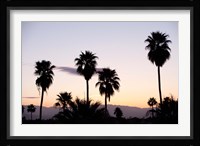 Silhouette of palm trees at dusk, Palm Springs, Riverside County, California, USA Framed Print