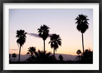 Silhouette of palm trees at dusk, Palm Springs, Riverside County, California, USA Framed Print
