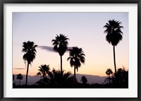 Silhouette of palm trees at dusk, Palm Springs, Riverside County, California, USA Framed Print