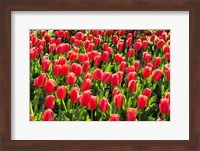 Field of Red Tulips Fine Art Print