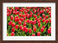 Field of Red Tulips Fine Art Print