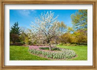 Tree in Sherwood Gardens, Baltimore, Maryland Fine Art Print