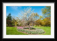 Tree in Sherwood Gardens, Baltimore, Maryland Fine Art Print