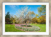 Tree in Sherwood Gardens, Baltimore, Maryland Fine Art Print